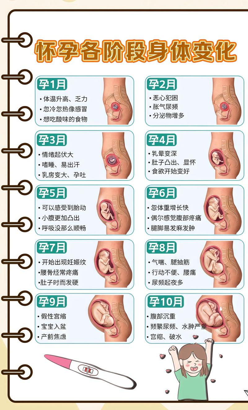 揭秘供卵代孕妈妈怀孕小腹分两节，孕期变化的奥秘广安代生机构: